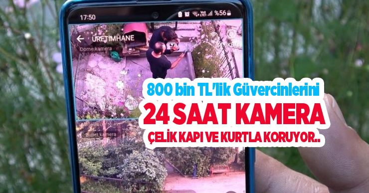 800 bin TL’lik güvercinlerini 24 saat kamera, çelik kapı ve kurtla koruyor..
