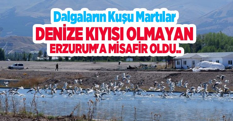 Dalgaların kuşu martılar, denize kıyısı olmayan Erzurum’a misafir oldu…
