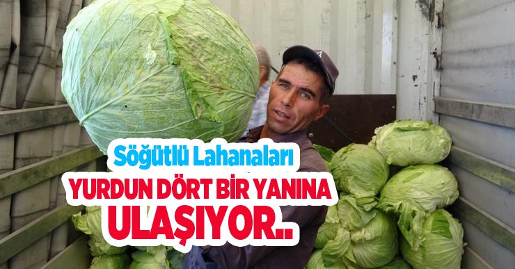 Erzurum’da üretiliyor Türkiye’de tüketiliyor: Söğütlü lahanaları yurdun dört bir yanına ulaşıyor..