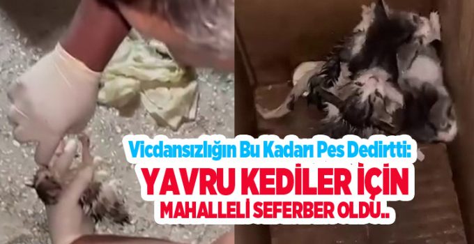 Vicdansızlığın bu kadarı pes dedirtti: Yavru kediler için mahalleli seferber oldu..