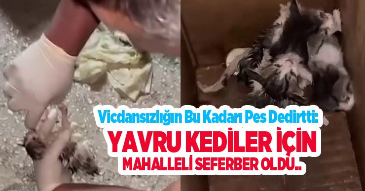 Vicdansızlığın bu kadarı pes dedirtti: Yavru kediler için mahalleli seferber oldu..