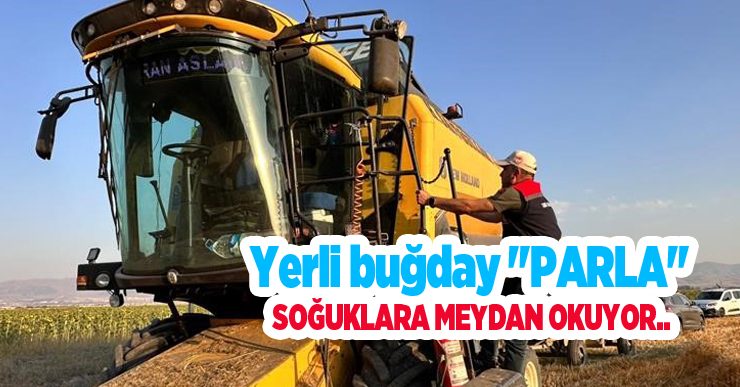 Yerli buğday “PARLA” soğuklara meydan okuyor…