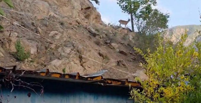 Erzurum’da ezber bozan dostluk: Dağ keçileri evin çatısını mesken tuttu..