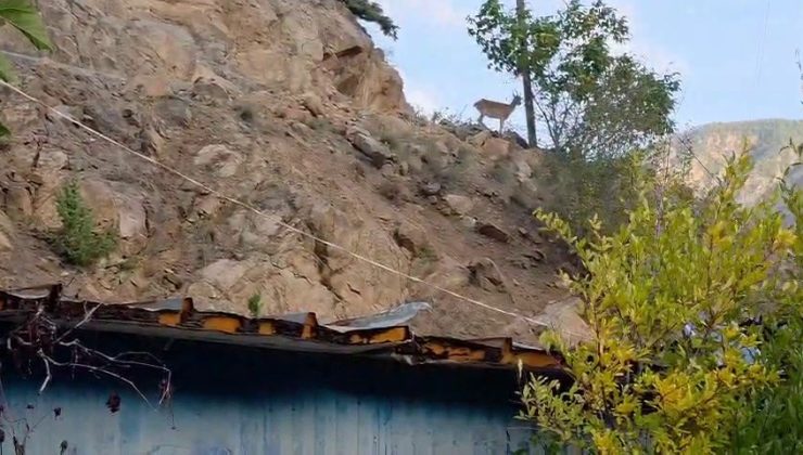 Erzurum’da ezber bozan dostluk: Dağ keçileri evin çatısını mesken tuttu..