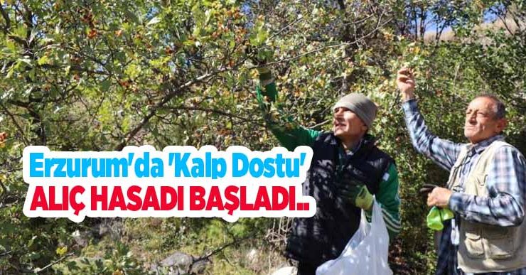 Erzurum’da ‘kalp dostu’ alıç hasadı başladı: Vatandaşlar dağlara akın etti..