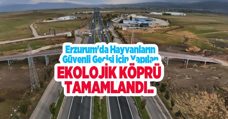 Erzurum’da hayvanların güvenli geçişi için yapılan ekolojik köprü tamamlandı..