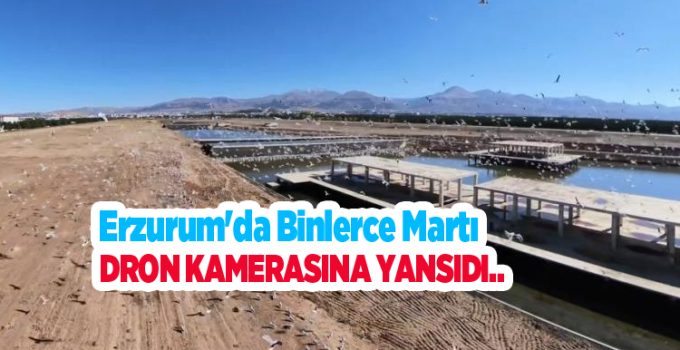 Erzurum’da binlerce martı dron kamerasına yansıdı..