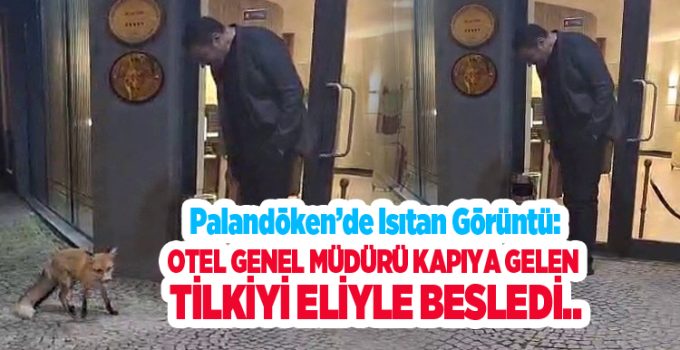 Palandöken’de ısıtan görüntü: Otel genel müdürü kapıya gelen tilkiyi eliyle besledi..