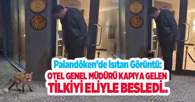 Palandöken’de ısıtan görüntü: Otel genel müdürü kapıya gelen tilkiyi eliyle besledi..
