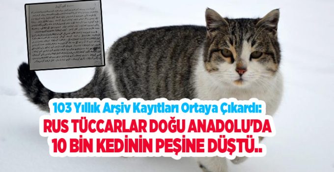 103 yıllık arşiv kayıtları ortaya çıkardı: Rus tüccarlar Doğu Anadolu’da 10 bin kedinin peşine düştü…