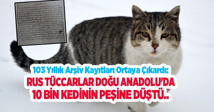 103 yıllık arşiv kayıtları ortaya çıkardı: Rus tüccarlar Doğu Anadolu’da 10 bin kedinin peşine düştü…