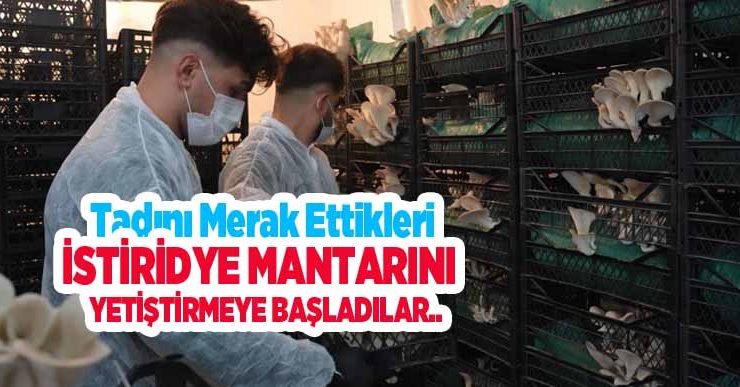Tadını merak ettikleri istiridye mantarını yetiştirmeye başladılar: Bakan Yumaklı’dan destek bekliyorlar..